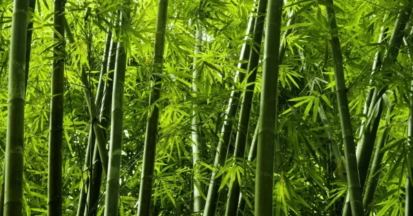 Power-of-Bamboo